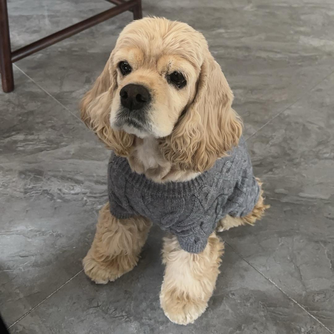 七七🐕【美卡宝宝日常】
