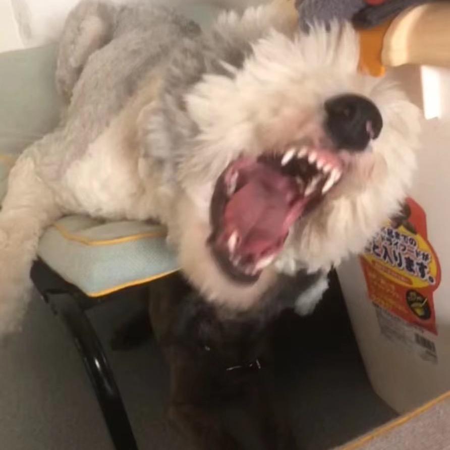 我是大嘴啊