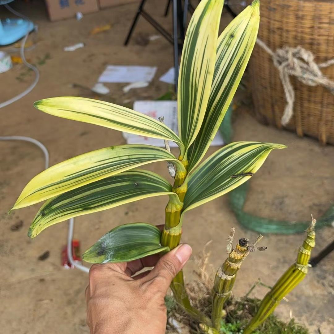 高山栗斑/精品鼓槌石斛基地
