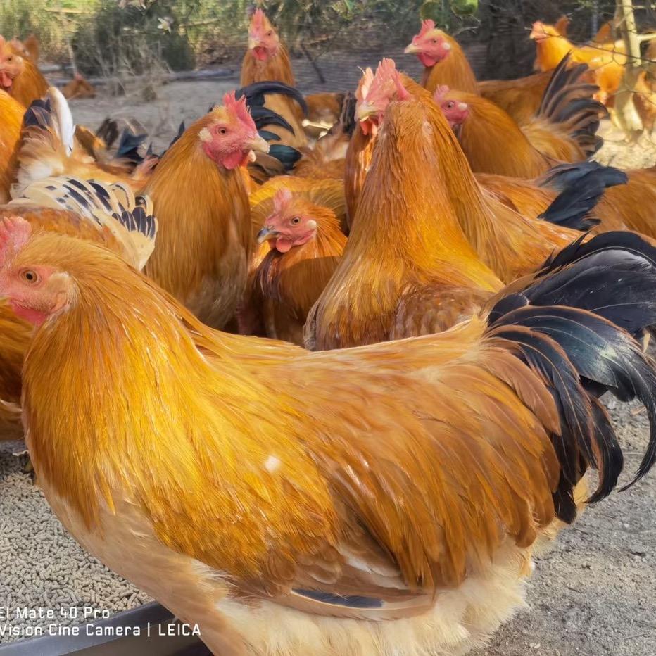 苏小杰🐥🐥农牧