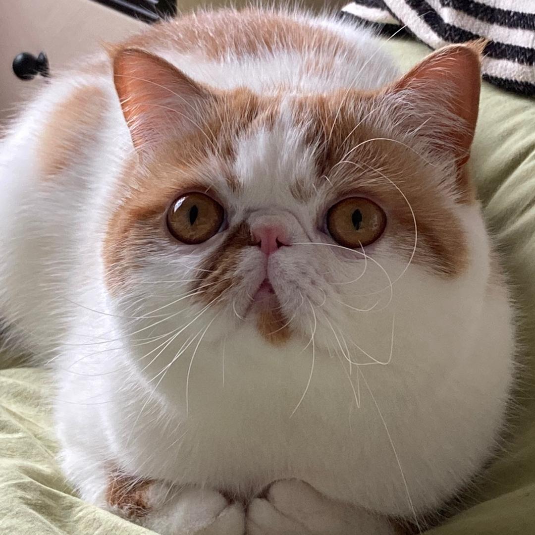 相叶肉肉