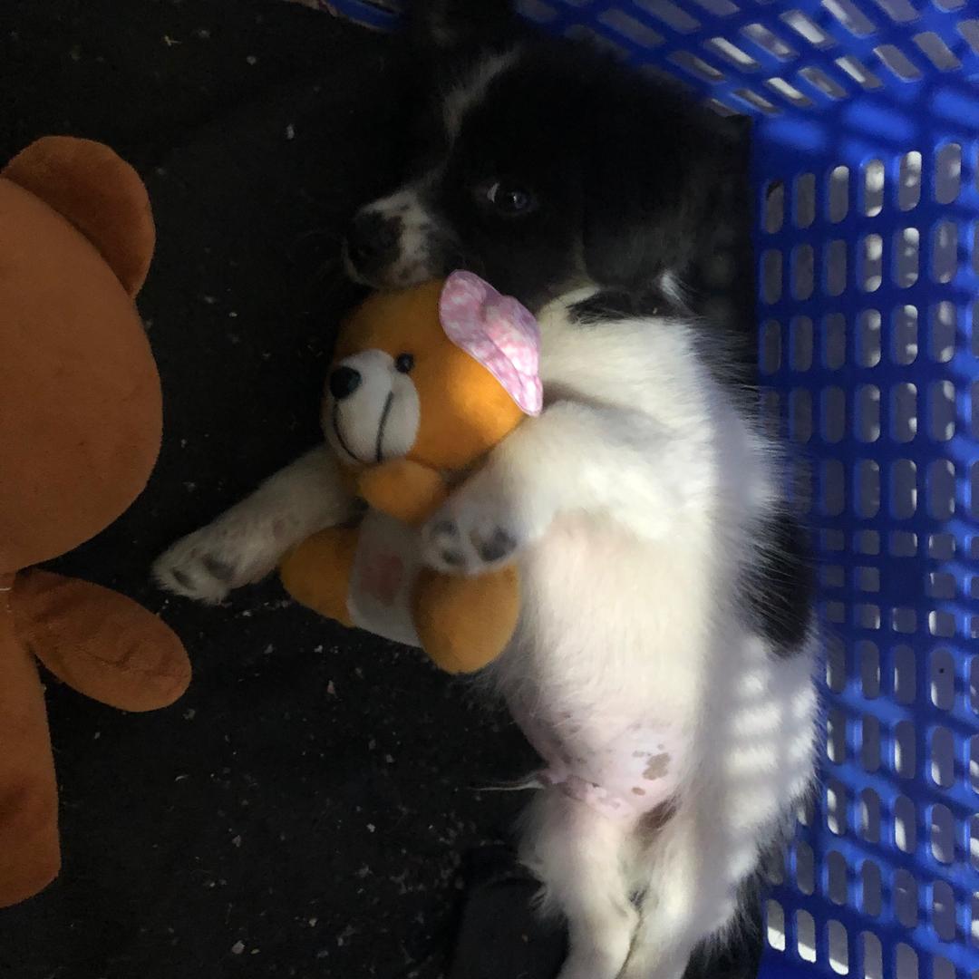 翻跟头敢死队🤸