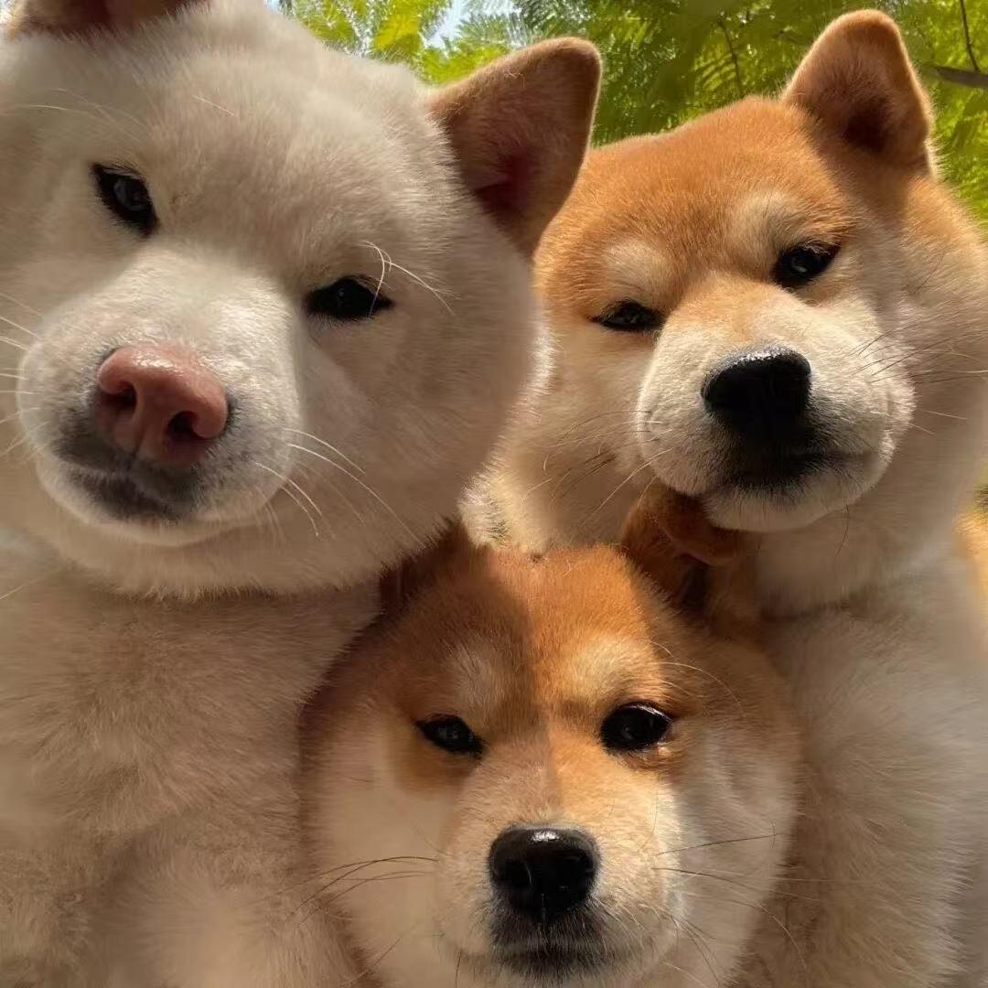 三三运营日记