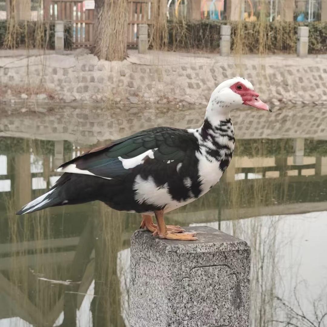 思思在养殖