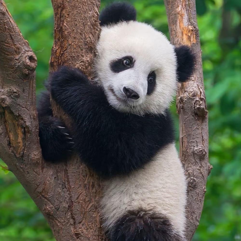 奇妙动物世界（优选好物）