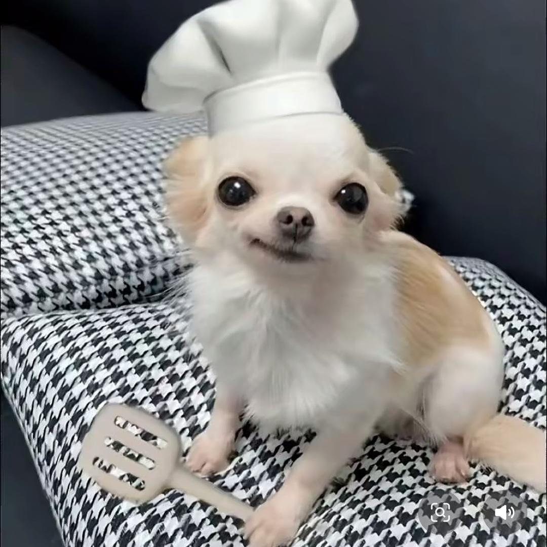 土豆猫猫