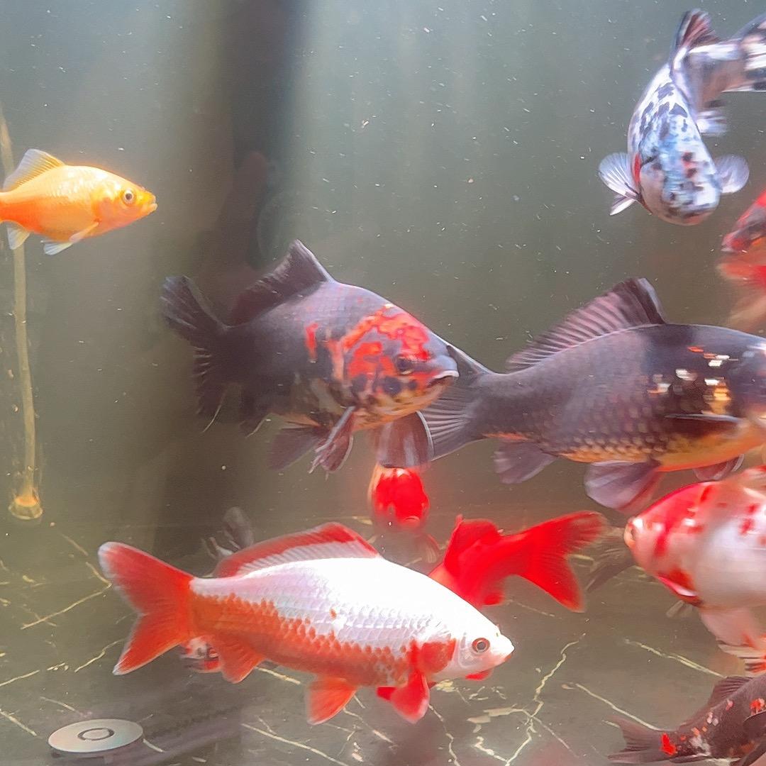 鱼你相遇*精品草金