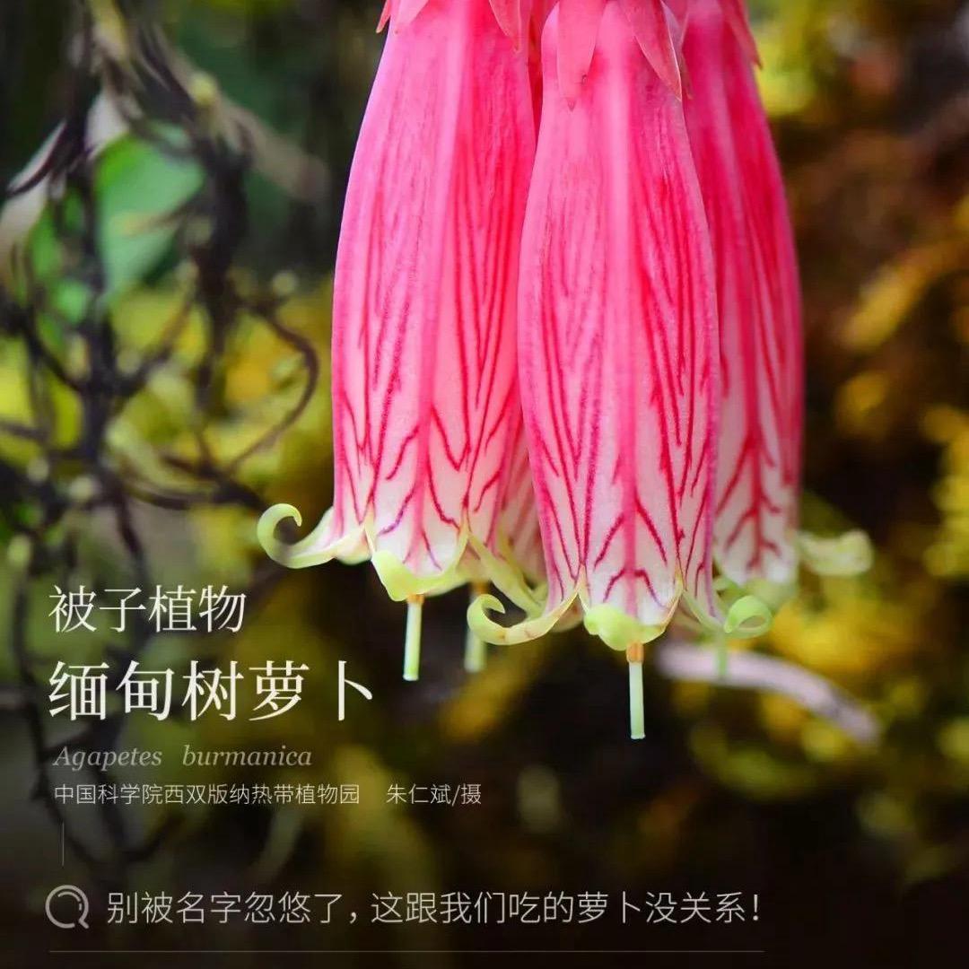 菲菲园艺盆景