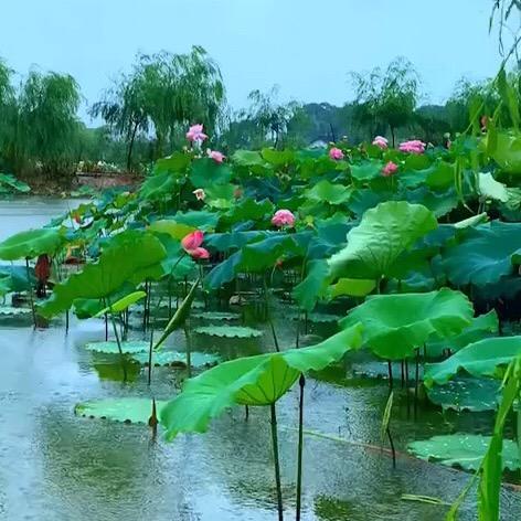 小丫丫