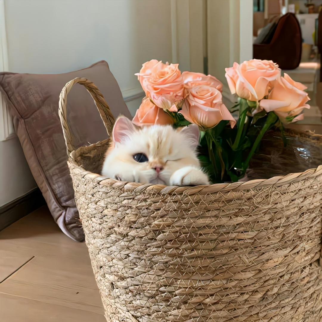 只只猪