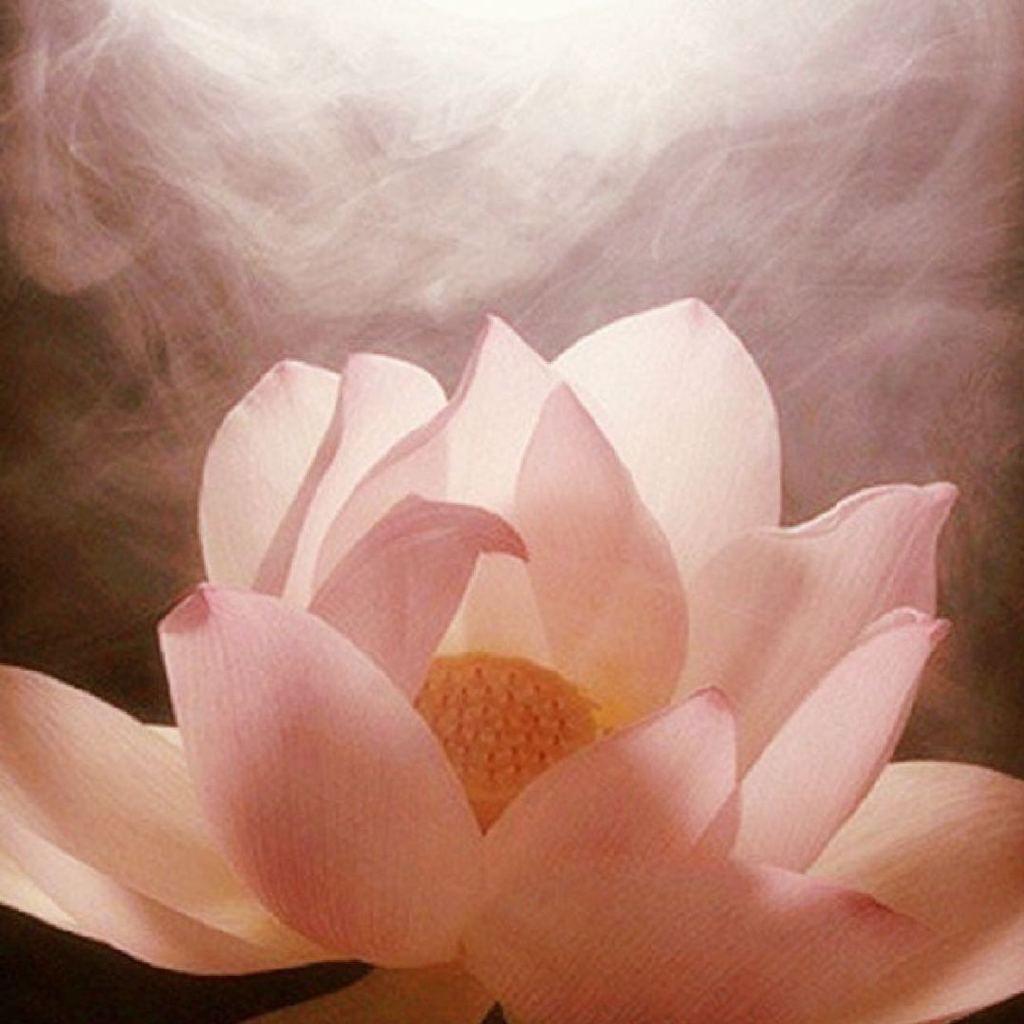 ☀️佛光普照（拒聊）