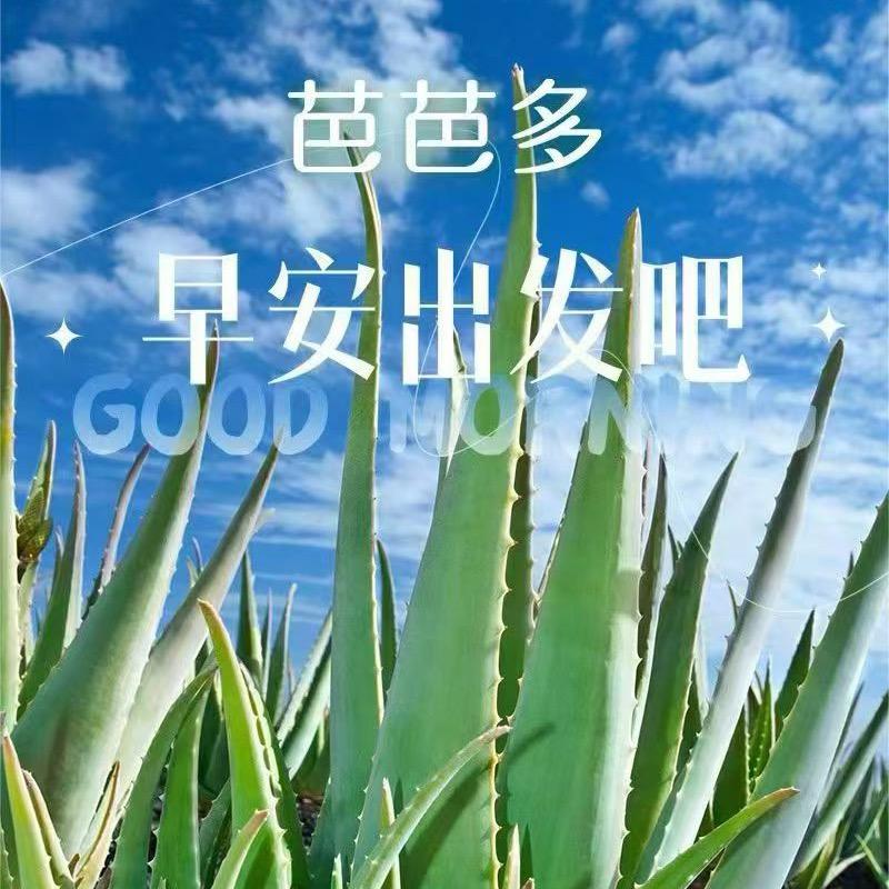 芭芭多金辉广场店