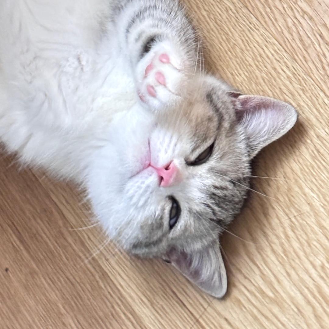 今天也很橙子呢