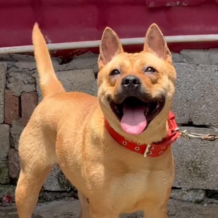 广西小艳子（直播号）