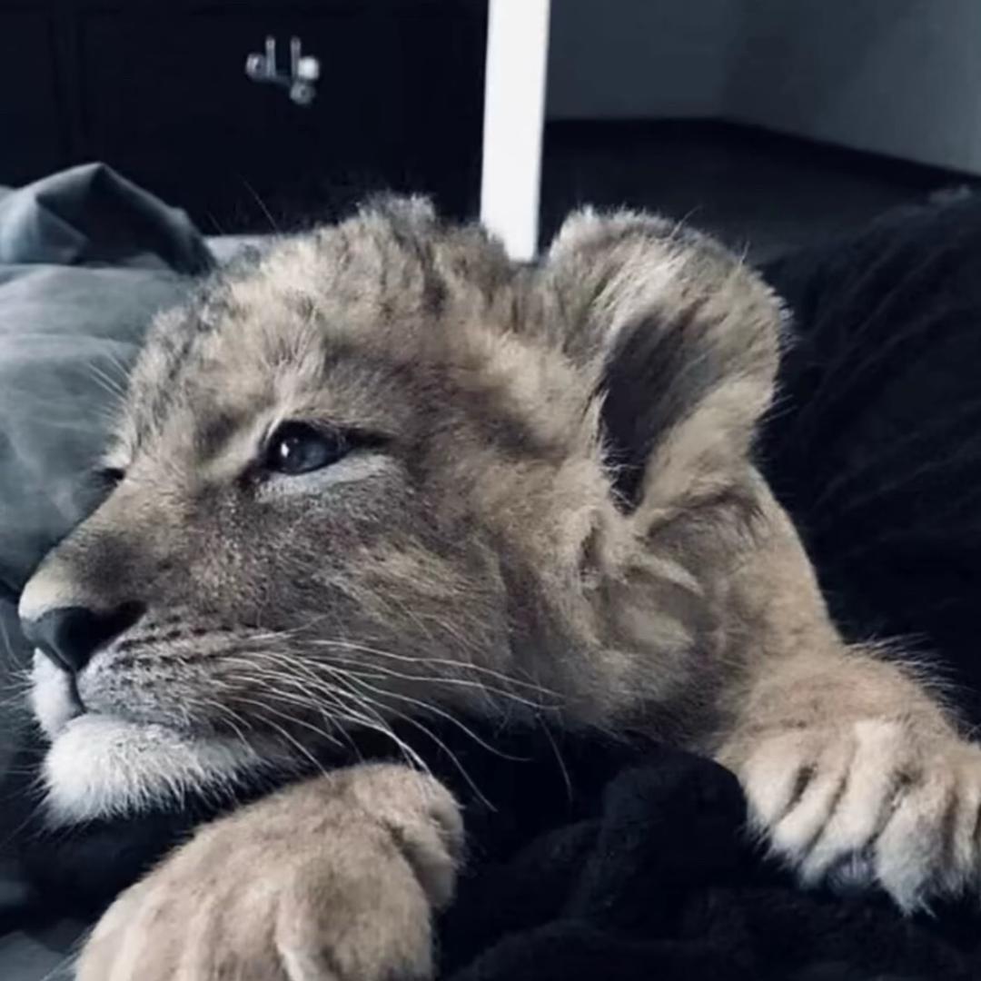 坏小猫.