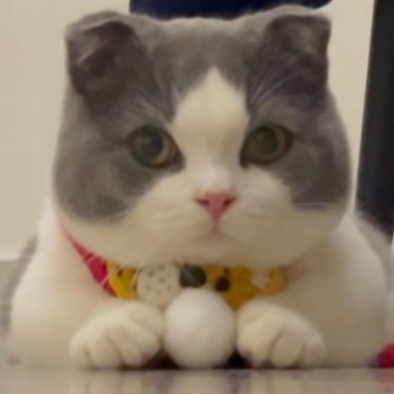 菜鸡猫猫是可爱鬼