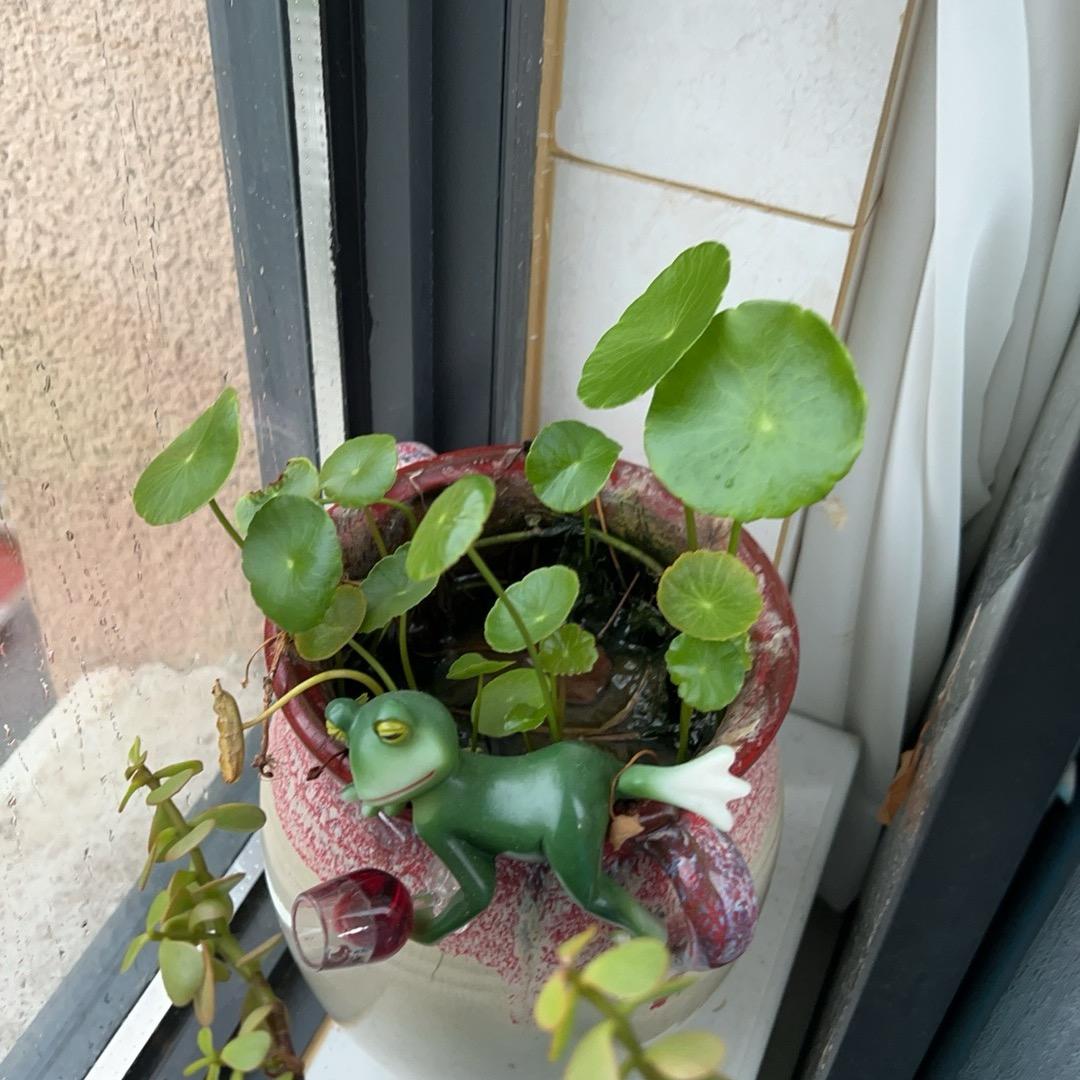 c木木