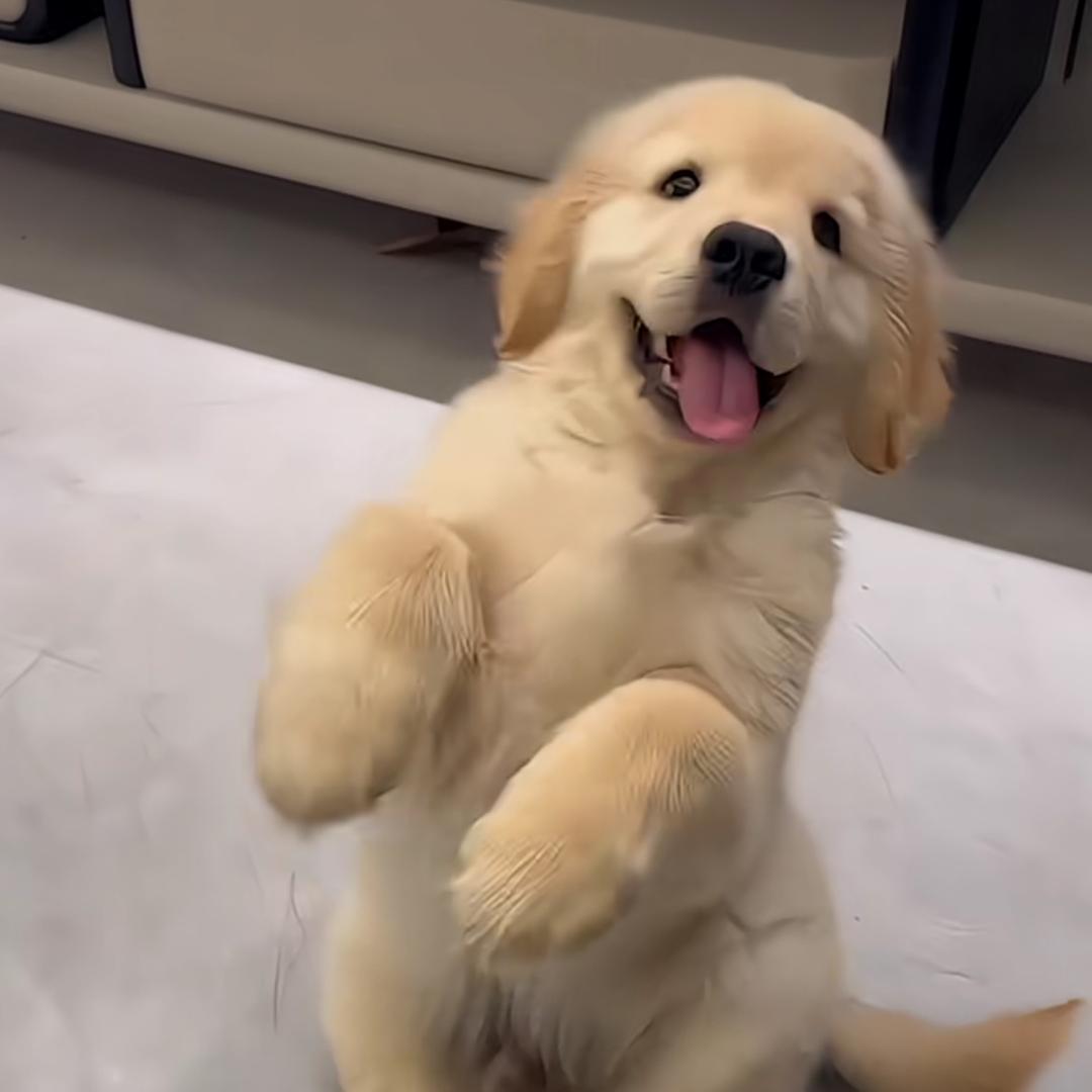小猴爱养狗