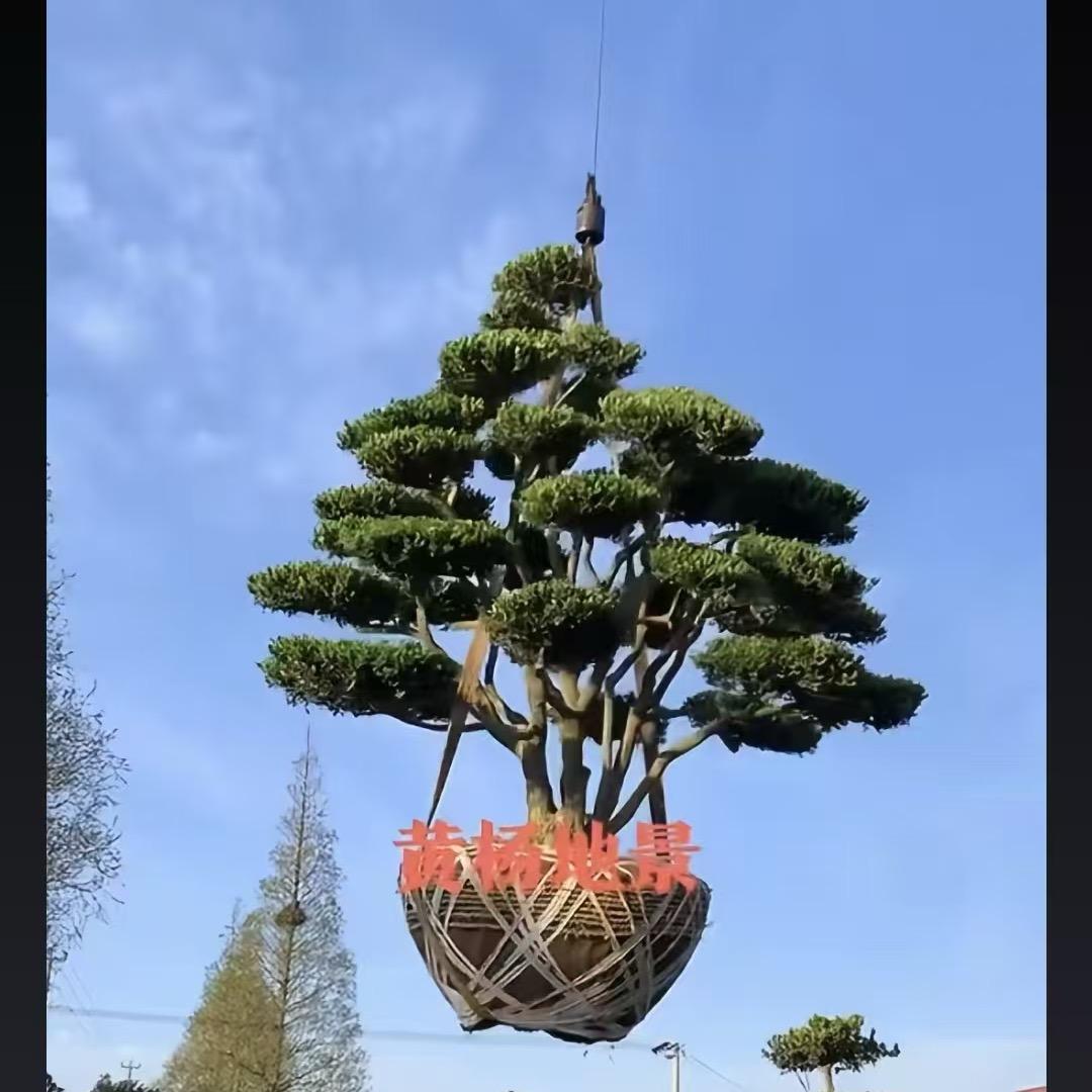 大成花卉园艺