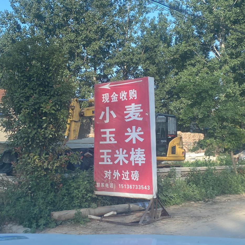 收粮小丽