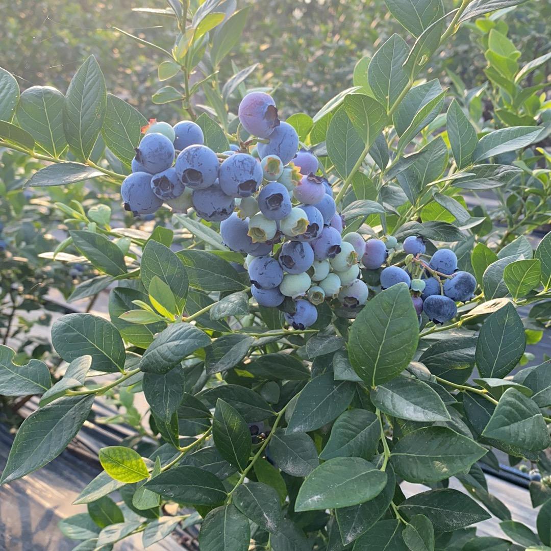 铭鑫苗圃有限公司