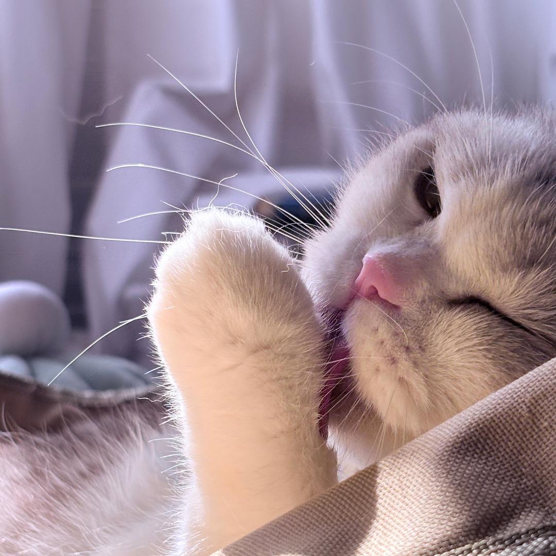 白里个白（唠嗑版）