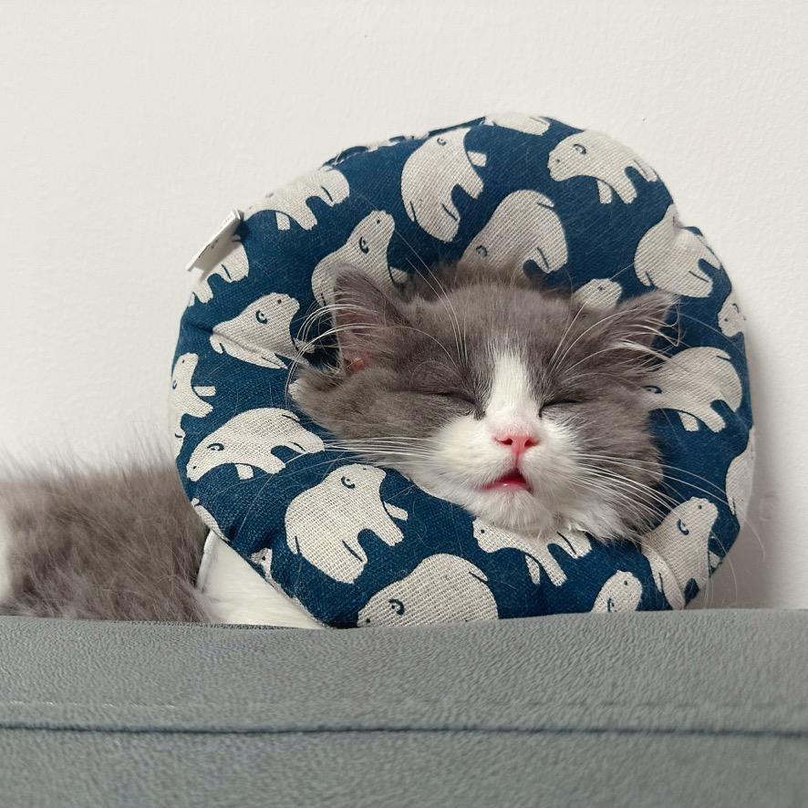 一只珈菲猫😺