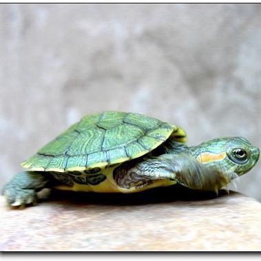 龟🐢来福运到