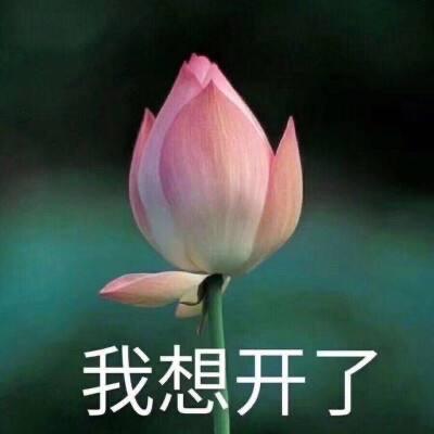 光芒万丈女士🌻