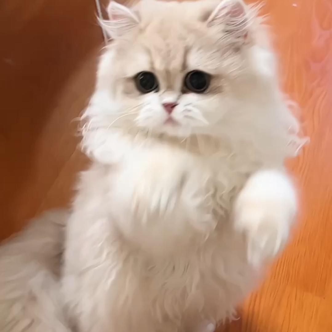 梓皓的小猫苑