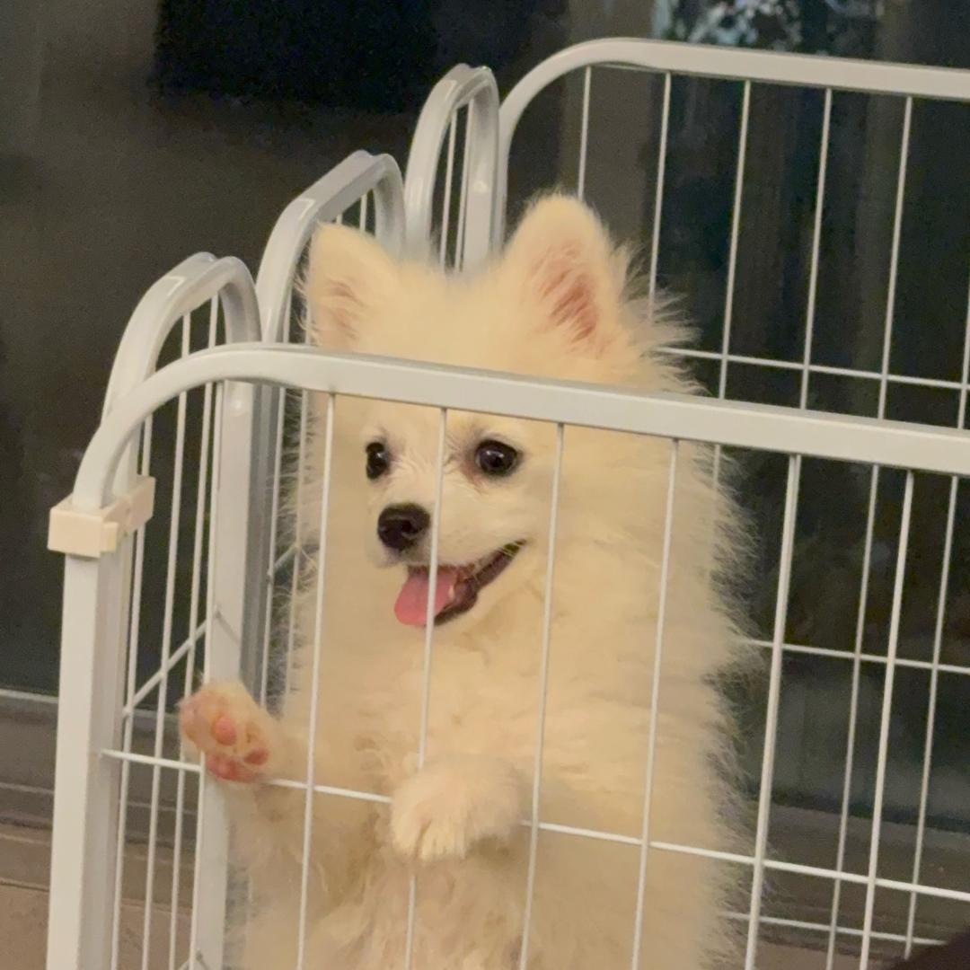 伊德
