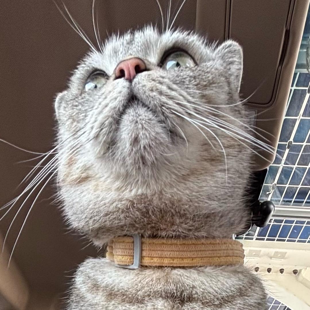 我是小①鸭‼️