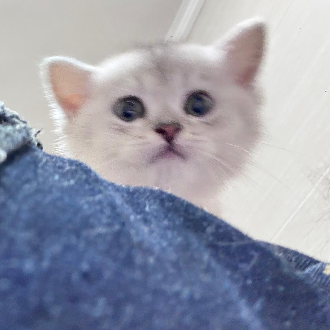奶黄包