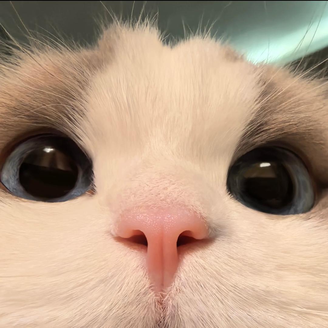 秋的猫