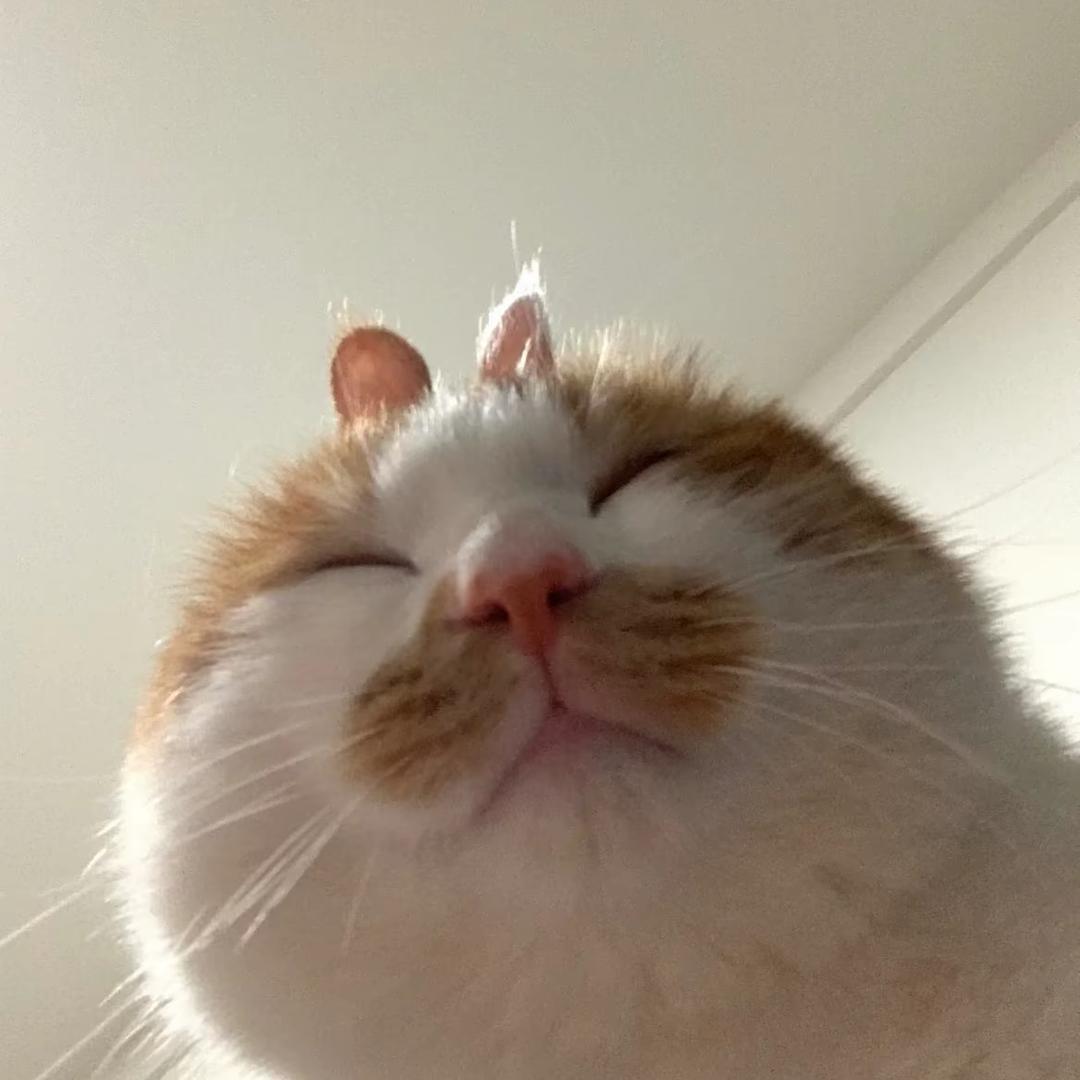 哇哈哈！