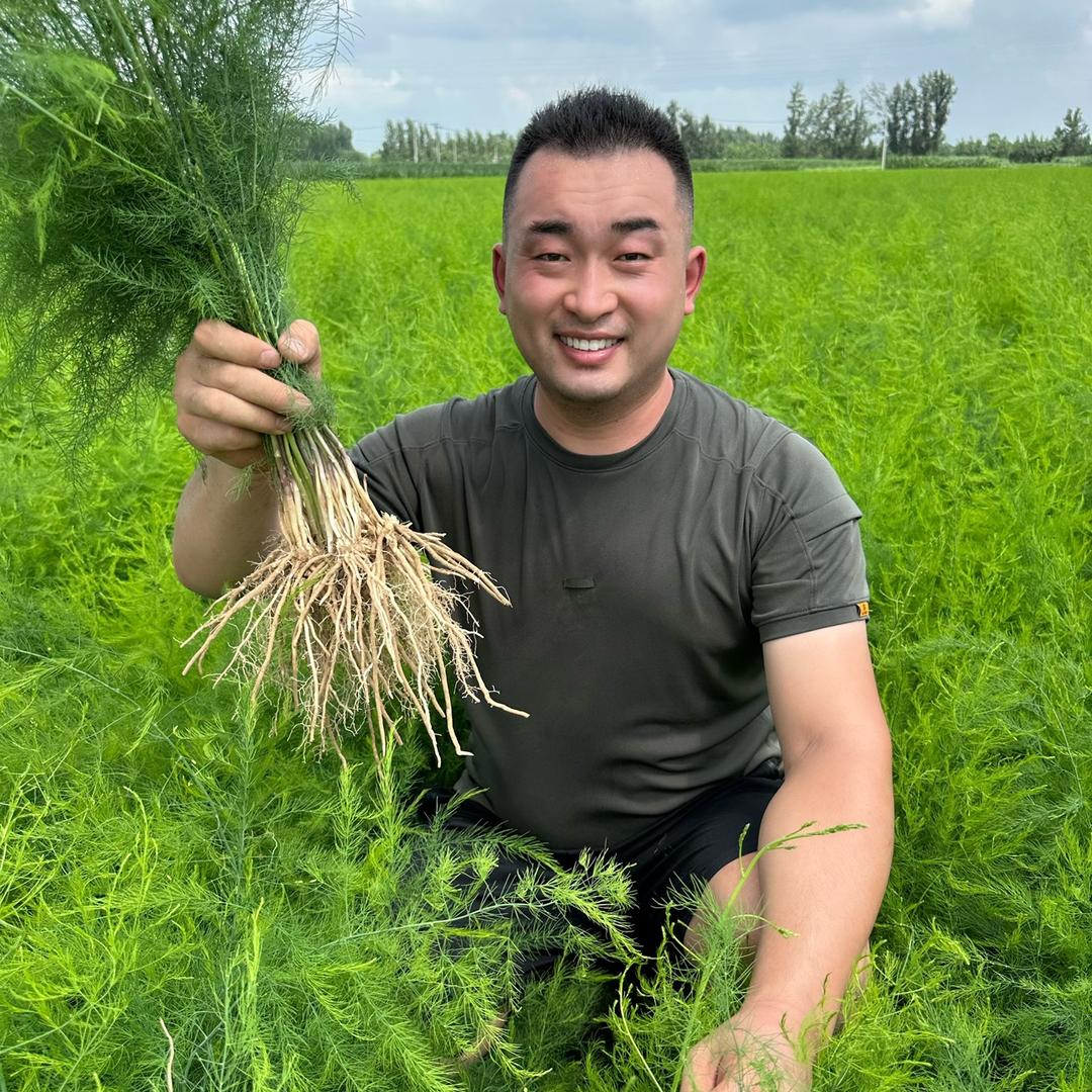 小马芦笋种苗