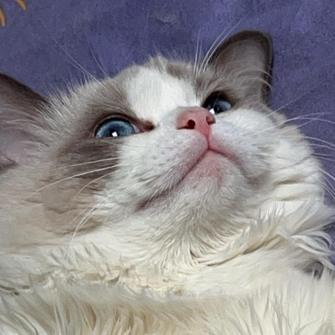 吃饺子蘸辣椒🥟