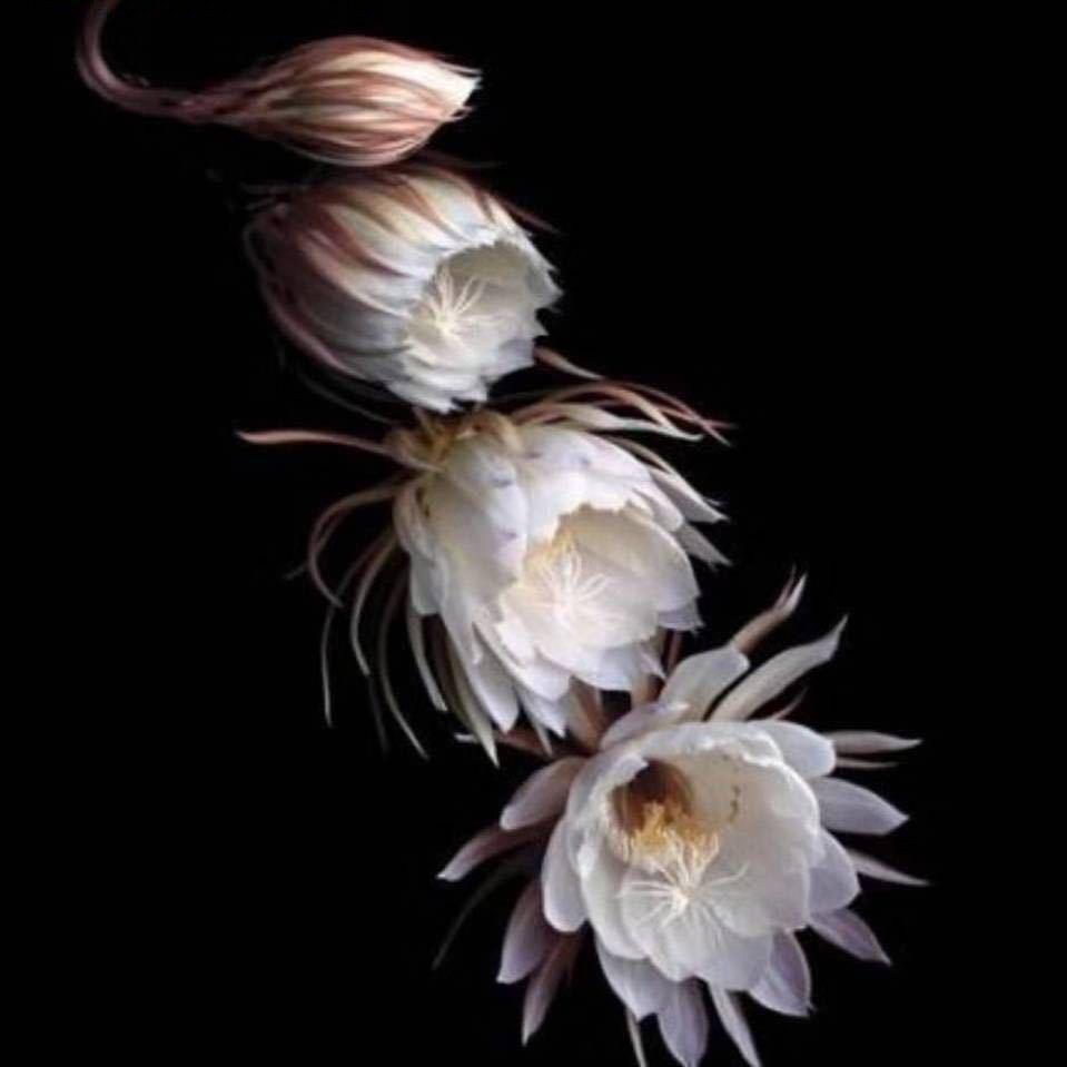 地产人——马姐