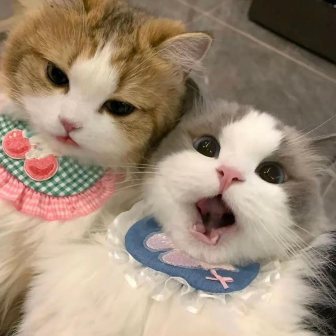 圆圆圈圈圈圈圆圆的我~