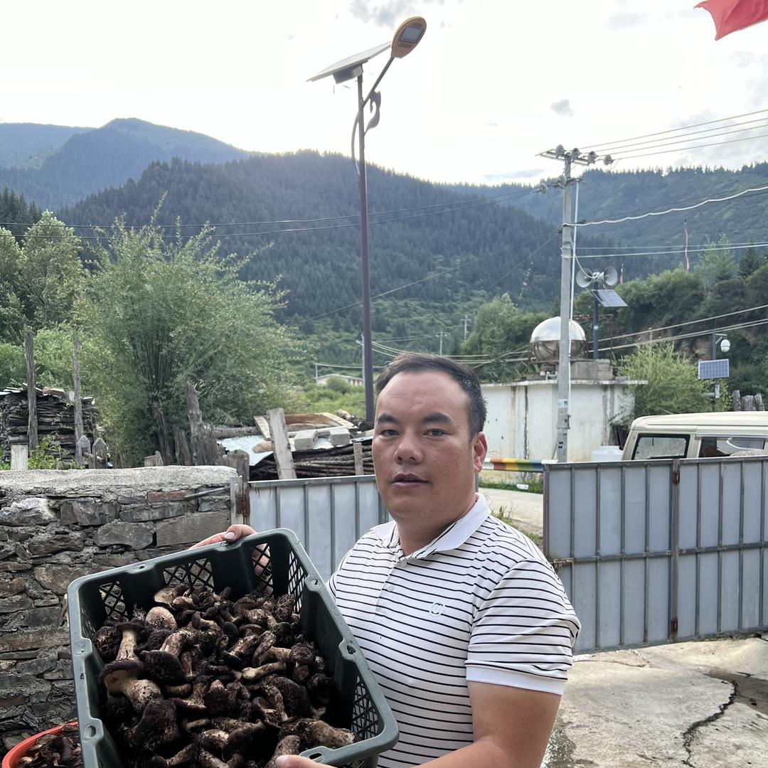 川西高山野生菌