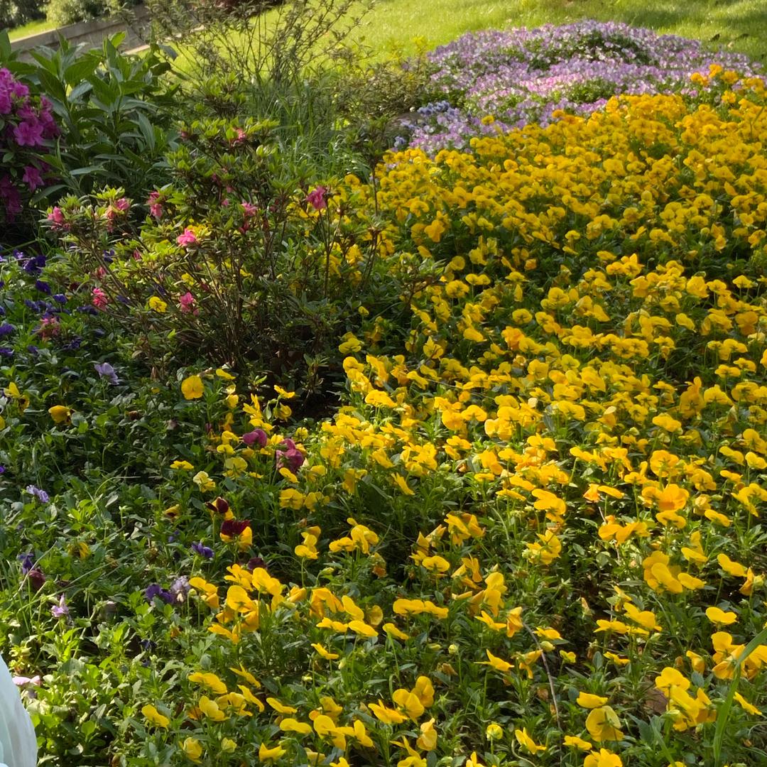 和平精英搅屎棍