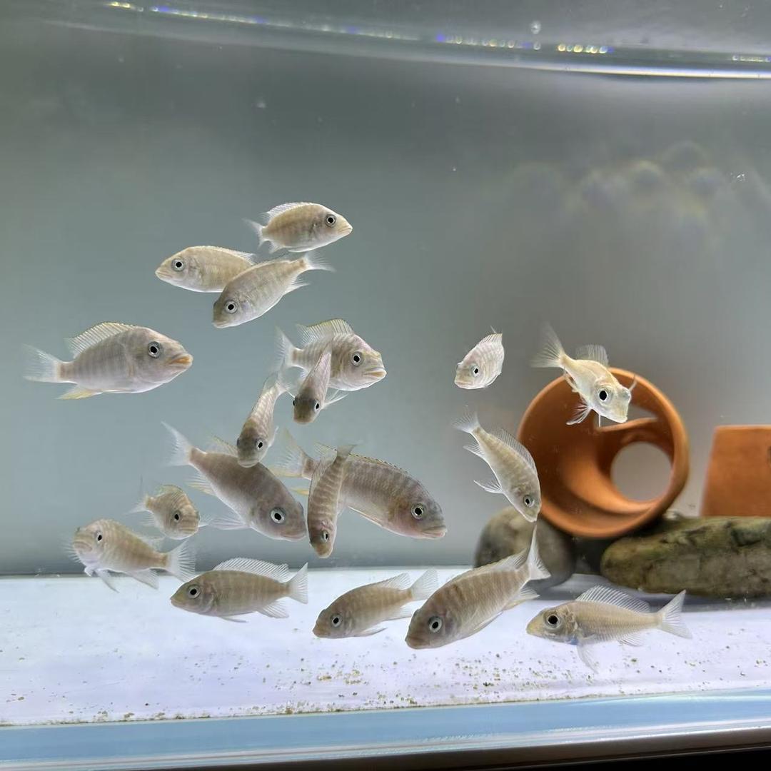 三湖鱼缘