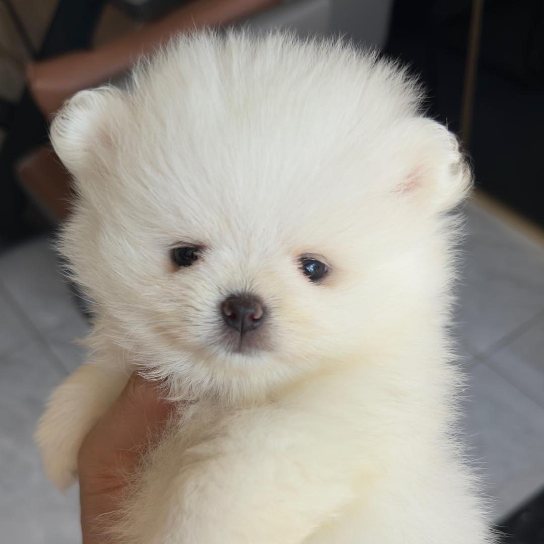 可爱的小狗