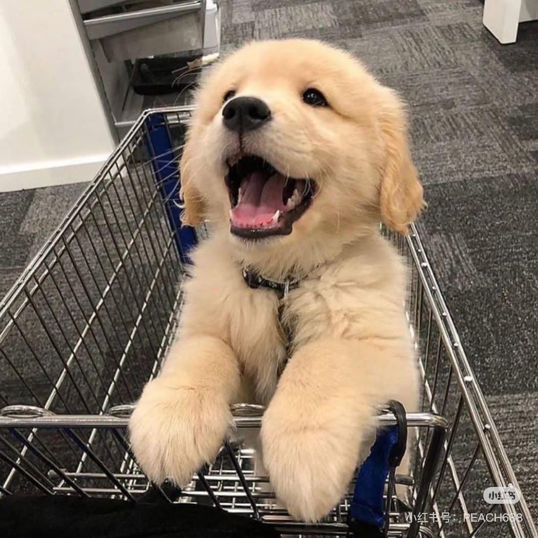🌈晕头小狗ˣᵒˣ🐶
