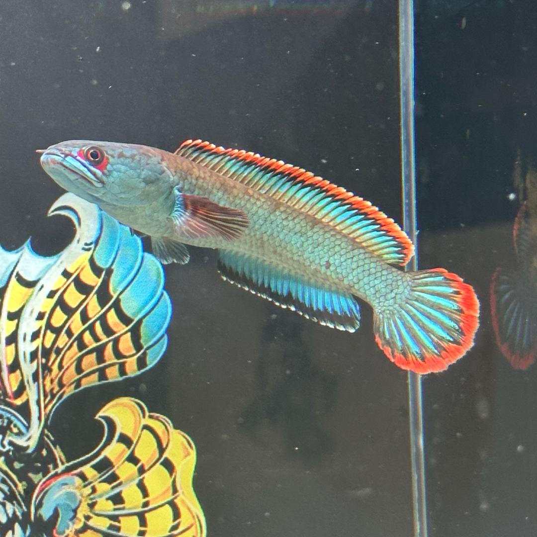 爱玩雷龙的ZL（有关必回）