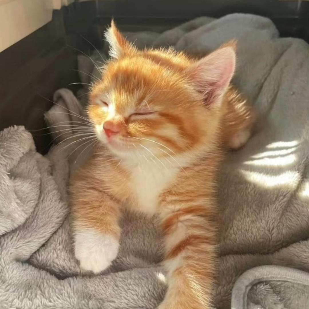 🐈