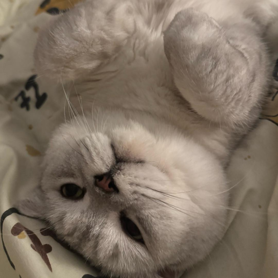睿智呆呆