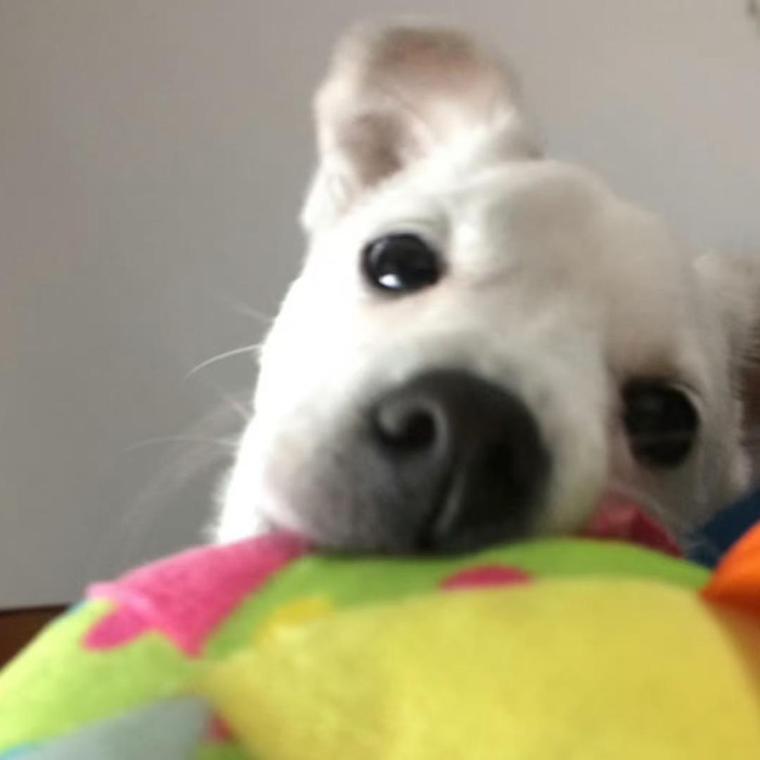 一看见碗盆自动成床