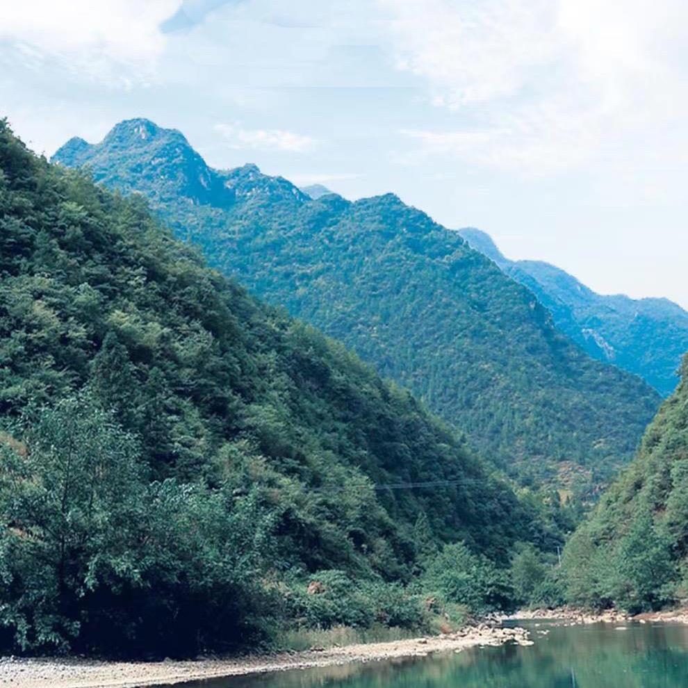 黎母山沉香茶文化儋州分公司