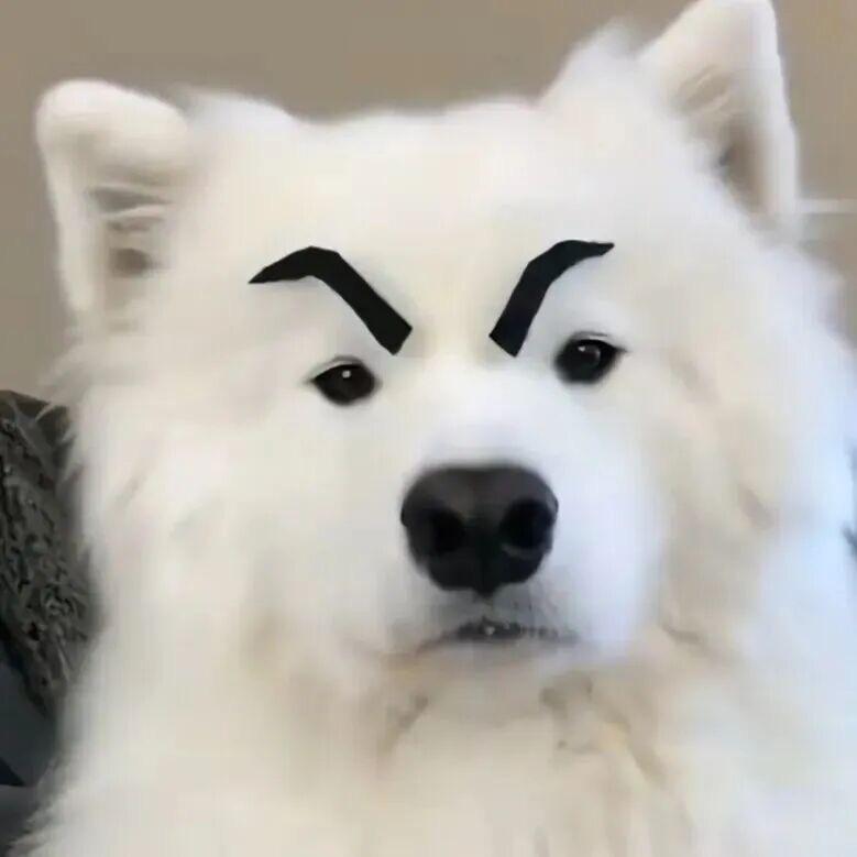 🕸️鱼丸
